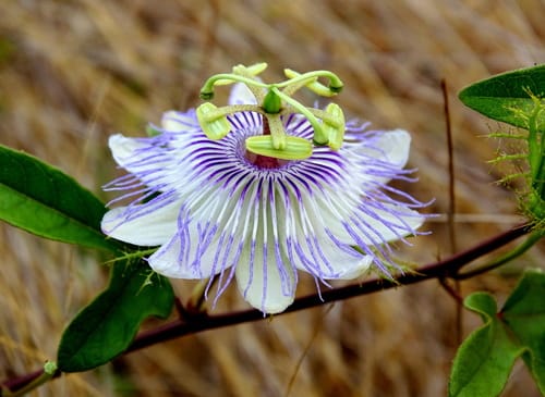 Passiflora riparia