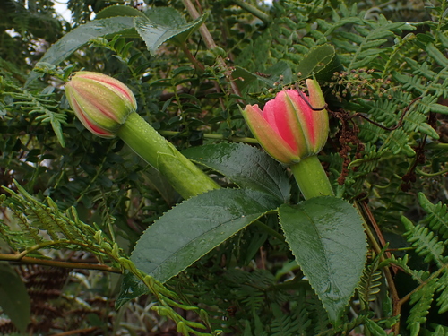 Passiflora schlimiana