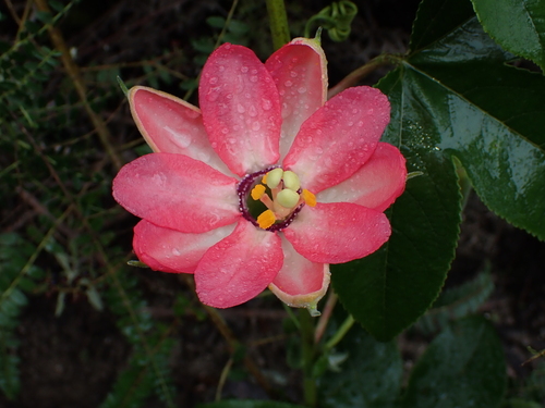 Passiflora schlimiana