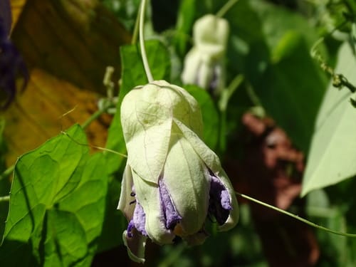 Passiflora seemannii