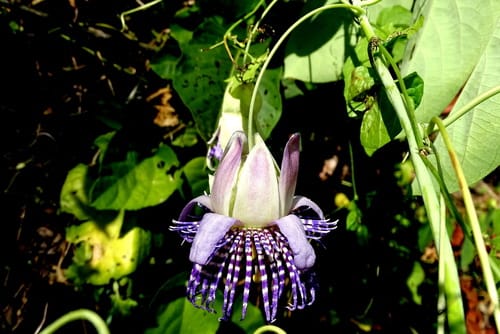 Passiflora seemannii
