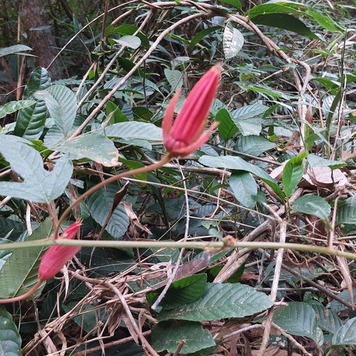 Passiflora speciosa