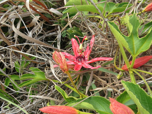 Passiflora speciosa