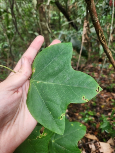 Passiflora stipulata