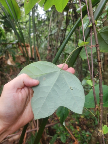 Passiflora stipulata