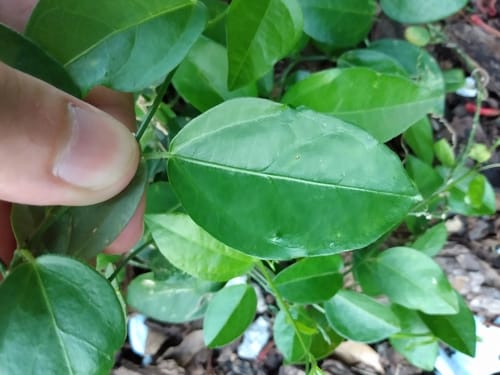 Passiflora suberosa
