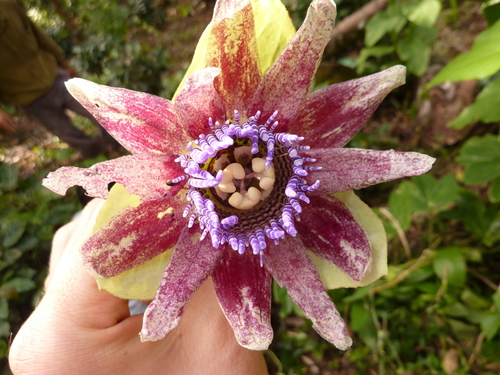 Passiflora triloba