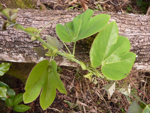 Passiflora triloba