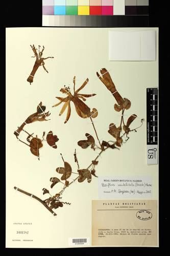 Passiflora umbilicata