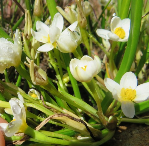 Pauridia aquatica