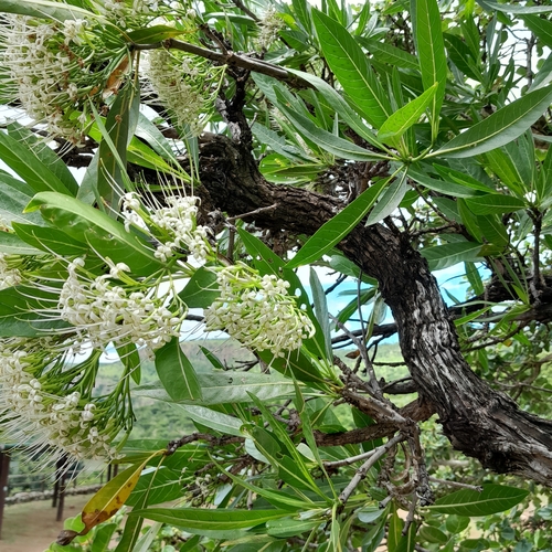 Pavetta edentula