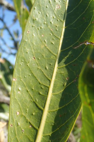 Pavetta edentula