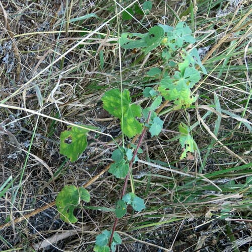 Pavonia burchellii