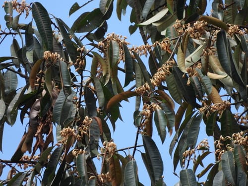 Payena maingayi