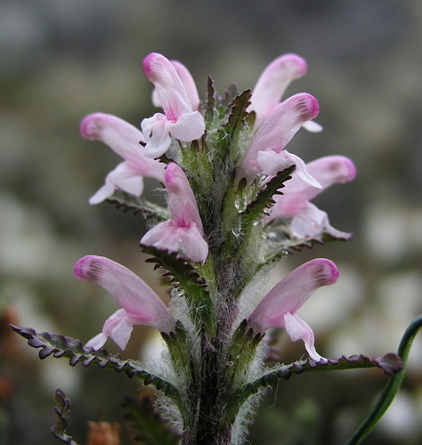 Pedicularis hirsuta