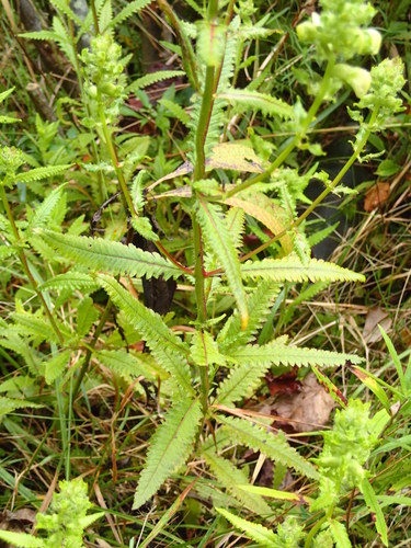 Pedicularis lanceolata