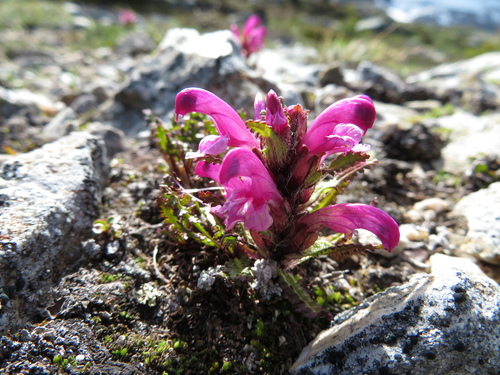 Pedicularis langsdorffii