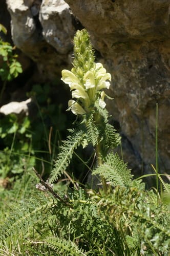 Pedicularis sibthorpii