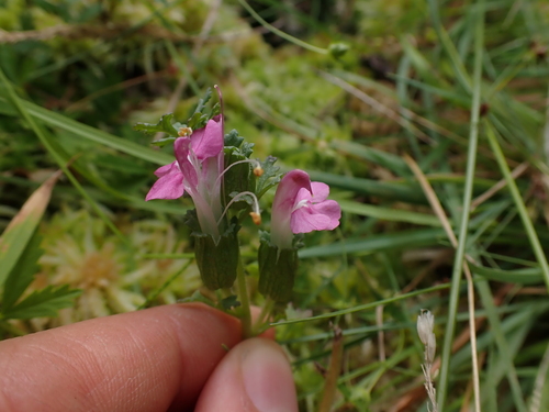 Pedicularis sylvatica