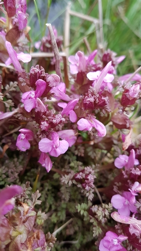 Pedicularis sylvatica