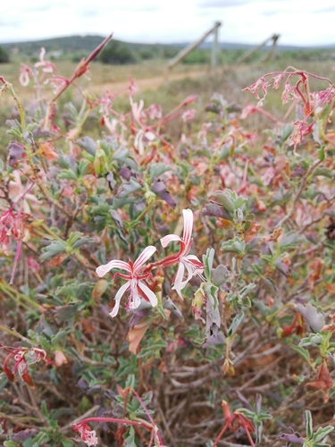 Pelargonium acetosum