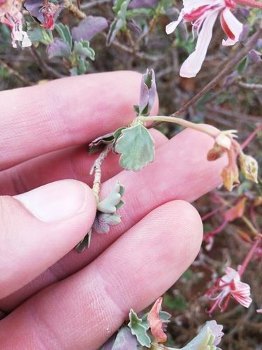 Pelargonium acetosum