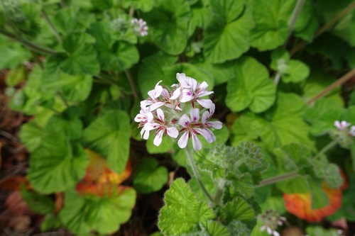 Pelargonium australe