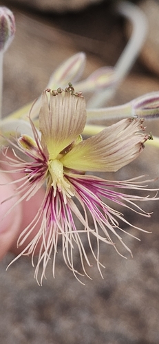 Pelargonium bowkeri