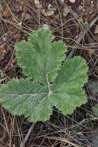 Pelargonium lobatum