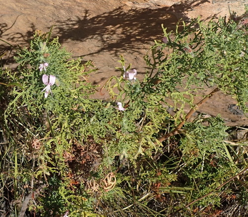 Pelargonium radens