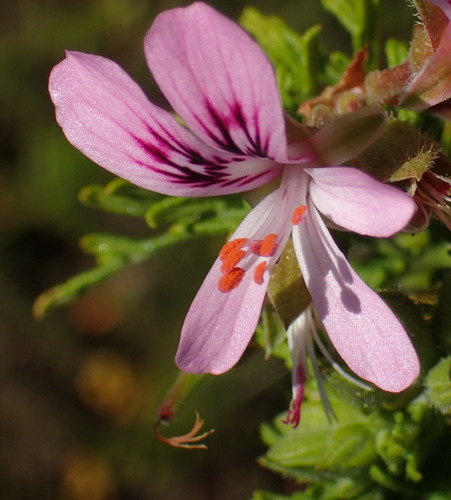 Pelargonium radens