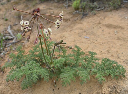 Pelargonium triste