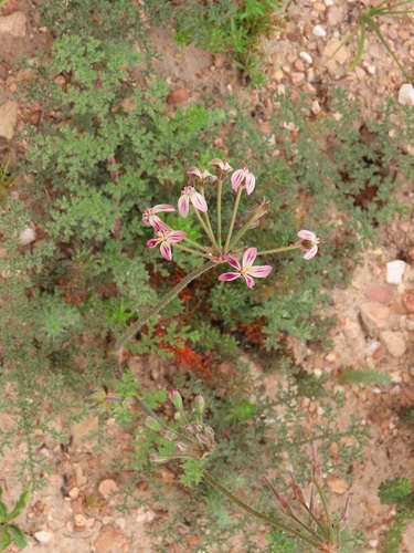 Pelargonium triste