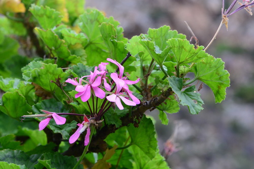 Pelargonium zonale
