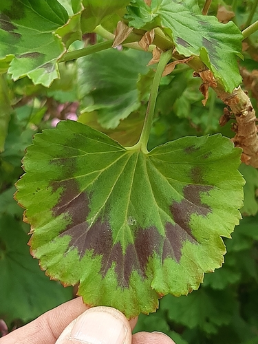 Pelargonium zonale