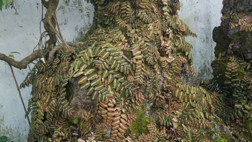 Pellionia repens