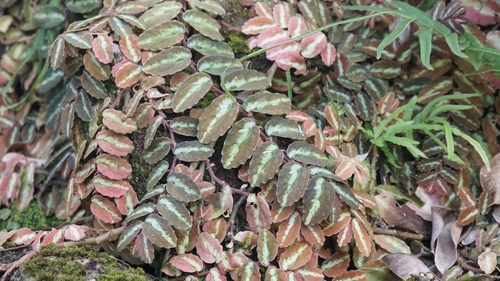 Pellionia repens