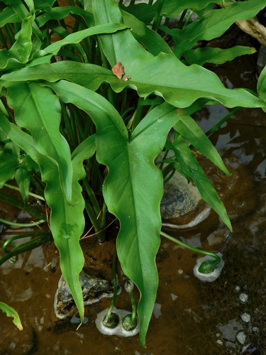 Peltandra virginica