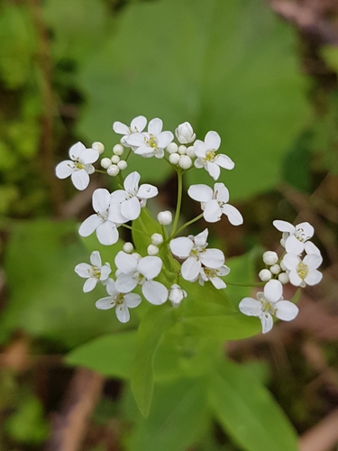 Peltaria alliacea