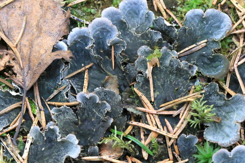 Peltigeraceae