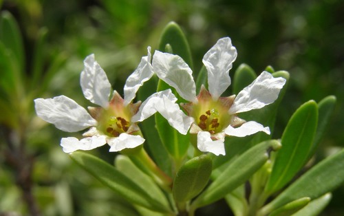 Pemphis acidula