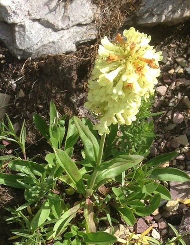 Penstemon confertus