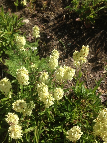 Penstemon confertus