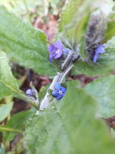 Pentaglottis sempervirens