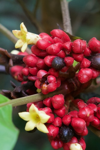 Pentagonia macrophylla