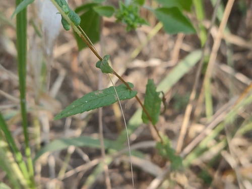 Pentanema indicum