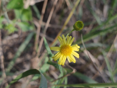 Pentanema indicum