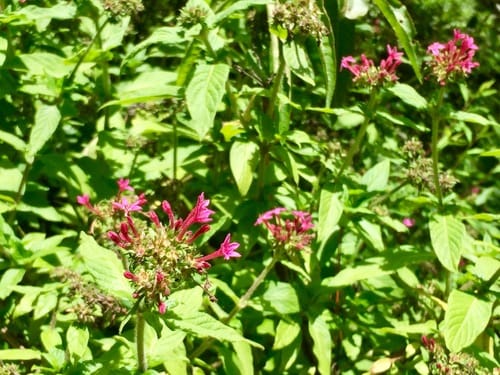 Pentas lanceolata subsp. quartiniana