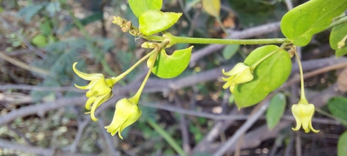 Pentatropis nivalis