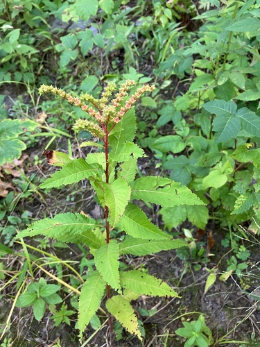 Penthorum sedoides